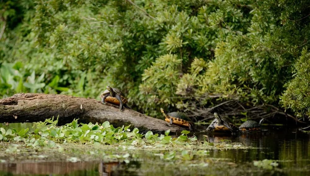 trails-generic-turtles.webp